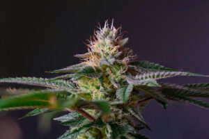 Read more about the article Your Guide to Obtaining aCannabis Card in Hawaii